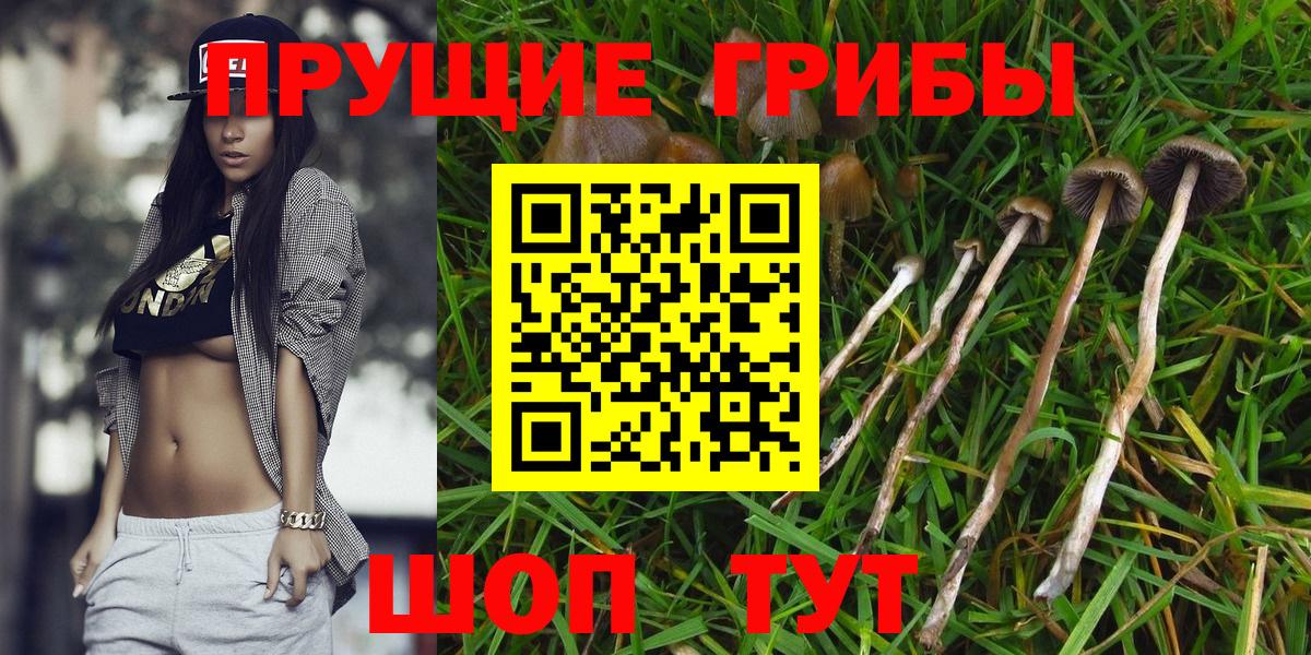 Псилоцибиновые грибы Psilocybine cubensis Ефремов